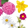 Hydrangea, Daisies, a Yellow Tiger Lily and a Magenta Anemone Coronaria Isolated