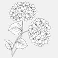 1557 hydrangea, drawing of flowers of hydrangea, linear black and white image