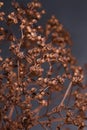 Hydrangea dried flowers Royalty Free Stock Photo