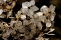 Hydrangea. Dried flowers. Royalty Free Stock Photo