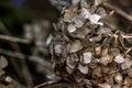 Hydrangea. Dried flowers. Royalty Free Stock Photo