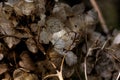 Hydrangea. Dried flowers. Royalty Free Stock Photo