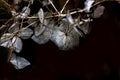 Hydrangea. Dried flowers. Royalty Free Stock Photo