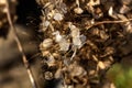 Hydrangea. Dried flowers. Royalty Free Stock Photo