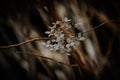 Hydrangea dried flowers in the garden. Natural background Royalty Free Stock Photo