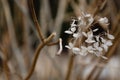 Hydrangea dried flowers in the garden. Natural background Royalty Free Stock Photo