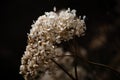 Hydrangea dried flowers in the garden. Natural background Royalty Free Stock Photo