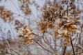 Hydrangea dried flowers in the garden. Natural background Royalty Free Stock Photo