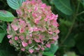 A Hydrangea during the fall season Royalty Free Stock Photo