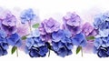 Hydrangea Field: Purple, Blue, And White Flowers On White Background Royalty Free Stock Photo