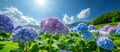 Hydrangea field under a sunny sky Royalty Free Stock Photo