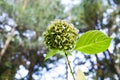 Hydrangea flower alone in garden blooming, spring time, Poland. Royalty Free Stock Photo