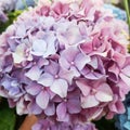 Hydrangea pink spring flower background. Traditional Easter flowers. Easter background. Royalty Free Stock Photo