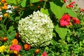 Hydrangea on the flower bed Royalty Free Stock Photo