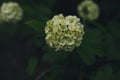 Hydrangea flower blooming in spring and summer