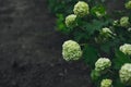 Hydrangea flower blooming in spring and summer