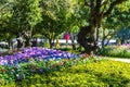 hydrangea flower blossoms Royalty Free Stock Photo