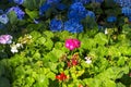 hydrangea flower blossoms Royalty Free Stock Photo