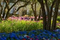 hydrangea flower blossoms Royalty Free Stock Photo