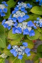 Hydrangea flower blossoms in summer Royalty Free Stock Photo