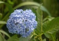 Hydrangea flower