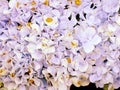 Hydrangea flower bouquet close up natural background Royalty Free Stock Photo