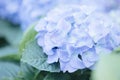 Hydrangea flower in close up with pastel blue colors Royalty Free Stock Photo