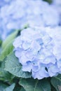 Beautiful hydrangea flower in close up with pastel blue colors Royalty Free Stock Photo