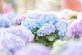 Hydrangea flower in close up with pastel blue colors Royalty Free Stock Photo