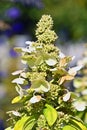 Hydrangea flower, close up