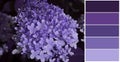 Hydrangea flower, color palette swatch mix paint spectrum botanical blossom Royalty Free Stock Photo