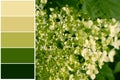 Hydrangea flower, color palette swatch mix paint spectrum Royalty Free Stock Photo