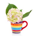 Hydrangea flower in a cup