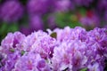 Hydrangea flower detail spring