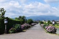 Hydrangea in full blooming rural area Royalty Free Stock Photo