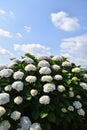 Hydrangea in full blooming rural area Royalty Free Stock Photo