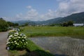 Hydrangea in full blooming rural area Royalty Free Stock Photo