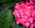 Hydrangea flower at the forest in Sapa, Vietnam Royalty Free Stock Photo