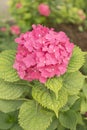 Hydrangea Flower fucsia petals color planted in the garden Royalty Free Stock Photo