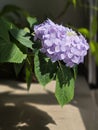 Hydrangea flower in full blooming Royalty Free Stock Photo