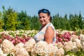 Hydrangea flower garden and gardener. Summer field of hydrangea. Woman florist and hydrangea. Woman in summer spring nature. Royalty Free Stock Photo