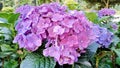 Hydrangea flower in the garden fullcolors