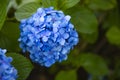 Hydrangea flower at the garden in Japan rainy day closeup Royalty Free Stock Photo