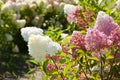 Hydrangea flower garden. Summer field of hydrangea. Hydrangea cultivation. Summer spring nature. Blooming spring flower. Summer Royalty Free Stock Photo