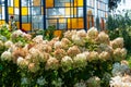 Hydrangea flower garden. Summer field of hydrangea. Hydrangea. Summer spring nature. Blooming spring flower. Summer flower field. Royalty Free Stock Photo