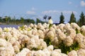 Hydrangea flower garden. Summer field of hydrangea. Hydrangea. Summer spring nature. Blooming spring flower. Summer flower field. Royalty Free Stock Photo