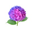 Hydrangea or hortensia flower head split down in color isolated on white. Transparent png additional format Royalty Free Stock Photo