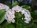 Hydrangea Flower Royalty Free Stock Photo