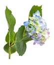 Hydrangea flower isolated on white background Royalty Free Stock Photo