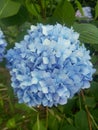 Hydrangea Flower Royalty Free Stock Photo